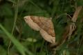 Moths: Shaded Broad-bar (Scotopteryx chenopodiata)